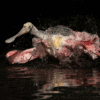 Tweet! Here are the winners of the 2026 Audubon Photography Awards