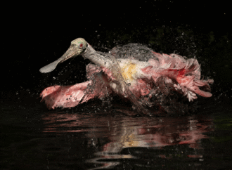 Tweet! Here are the winners of the 2026 Audubon Photography Awards