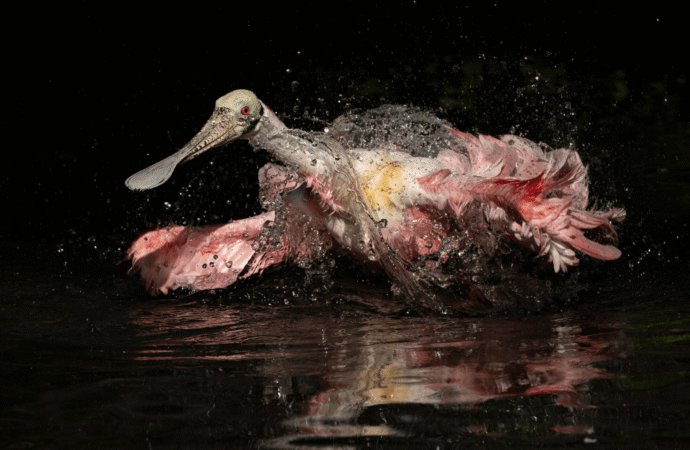 Tweet! Here are the winners of the 2026 Audubon Photography Awards
