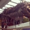 Tyrannosaurus Rex Was Warm-Blooded and Able to Live in the Arctic, Study Finds – CNET