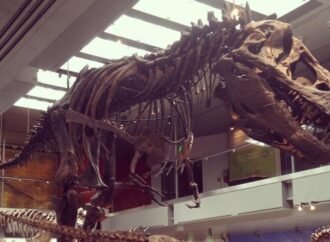 Tyrannosaurus Rex Was Warm-Blooded and Able to Live in the Arctic, Study Finds – CNET