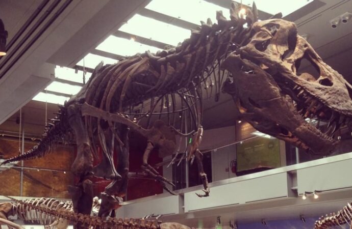 Tyrannosaurus Rex Was Warm-Blooded and Able to Live in the Arctic, Study Finds – CNET