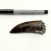 Tyrannosaurus rex was warm-blooded, new study confirms