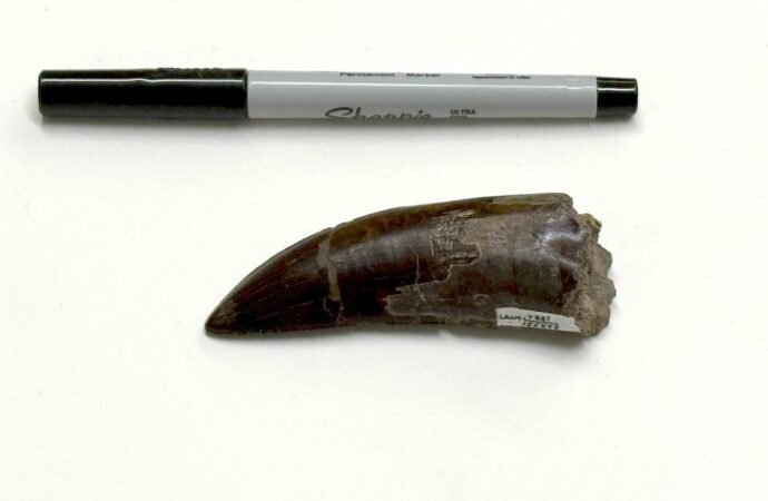Tyrannosaurus rex was warm-blooded, new study confirms