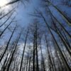 US Forest Service closing 23 research facilities as part of reorganization under Trump