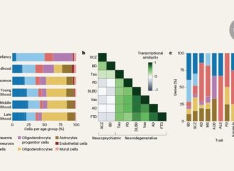 Vast cellular gene-expression atlas could transform how scientists understand brain ageing and disease