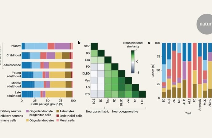 Vast cellular gene-expression atlas could transform how scientists understand brain ageing and disease