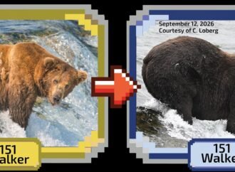 Walker and his big booty fight for Fat Bear Week glory