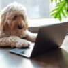 We Need to Talk About Wednesday’s Doggone Connections Puzzle – CNET