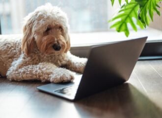 We Need to Talk About Wednesday’s Doggone Connections Puzzle – CNET
