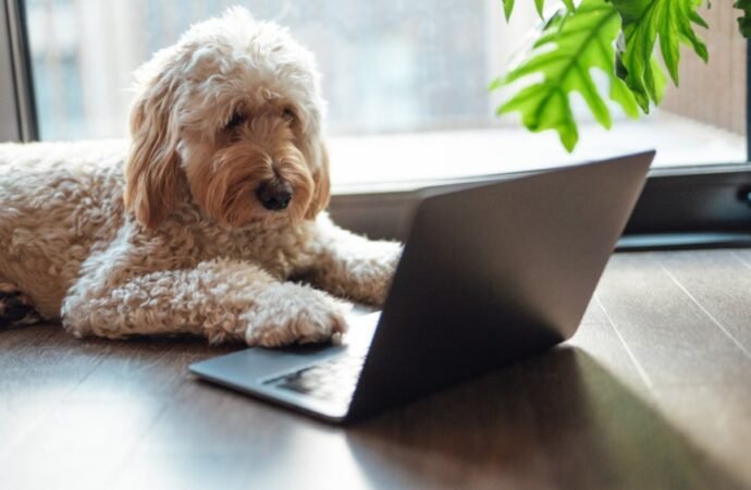 We Need to Talk About Wednesday’s Doggone Connections Puzzle – CNET