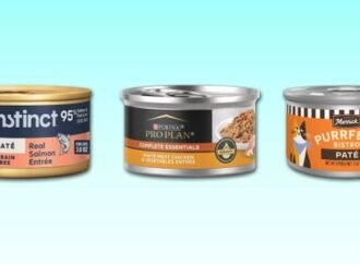 We consulted veterinarians to find the best wet cat food for every life stage