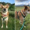 We tested 21 no-pull dog harnesses, and these are the best for reducing leash pulling