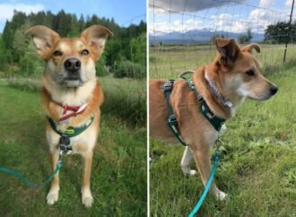 We tested 21 no-pull dog harnesses, and these are the best for reducing leash pulling