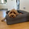 We tested 22 orthopedic dog beds, and these are the 6 best for older pups and joint pain