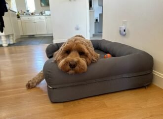 We tested 22 orthopedic dog beds, and these are the 6 best for older pups and joint pain
