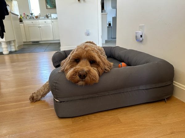 We tested 22 orthopedic dog beds, and these are the 6 best for older pups and joint pain
