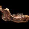 Who were the Denisovans? Rich trove of fossils and tools paints new picture