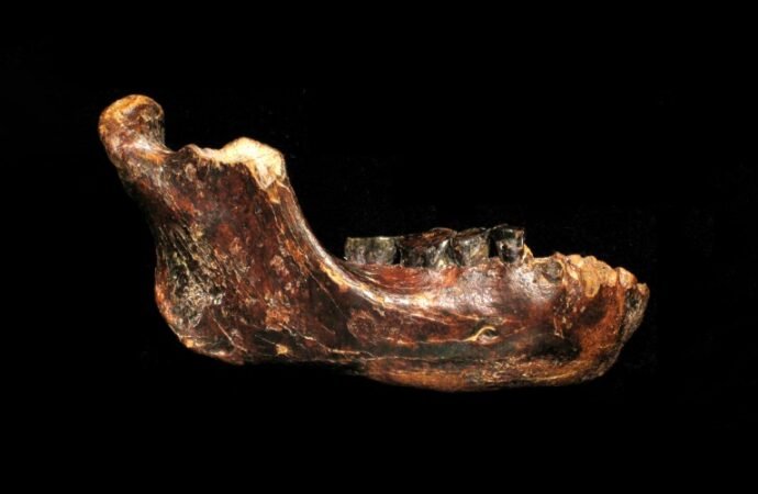 Who were the Denisovans? Rich trove of fossils and tools paints new picture