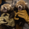Why International Red Panda Day is a big deal at the National Zoo this year