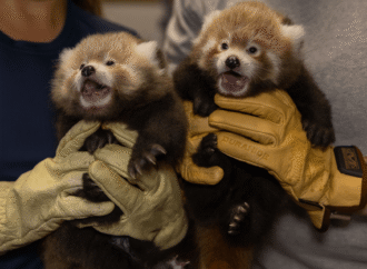 Why International Red Panda Day is a big deal at the National Zoo this year