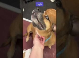 Why do dogs’ legs shake during pets? It’s not because they like it.