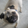 Why dogs tilt their heads, according to science