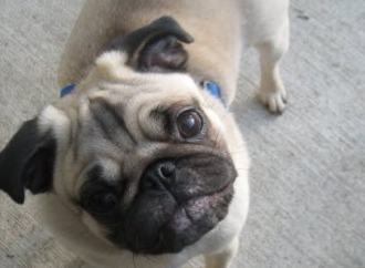 Why dogs tilt their heads, according to science