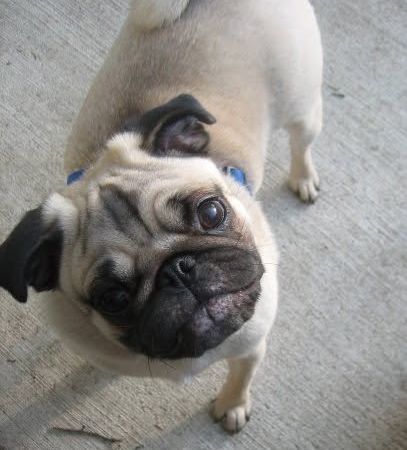 Why dogs tilt their heads, according to science