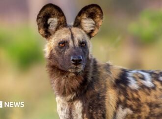 Wild dogs defy the odds with record 2,500-mile trek across Africa