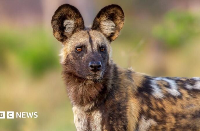 Wild dogs defy the odds with record 2,500-mile trek across Africa