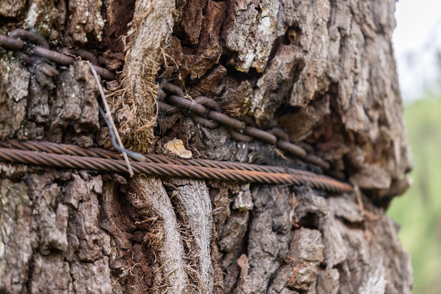 Old chains being subsumed into tree trunk