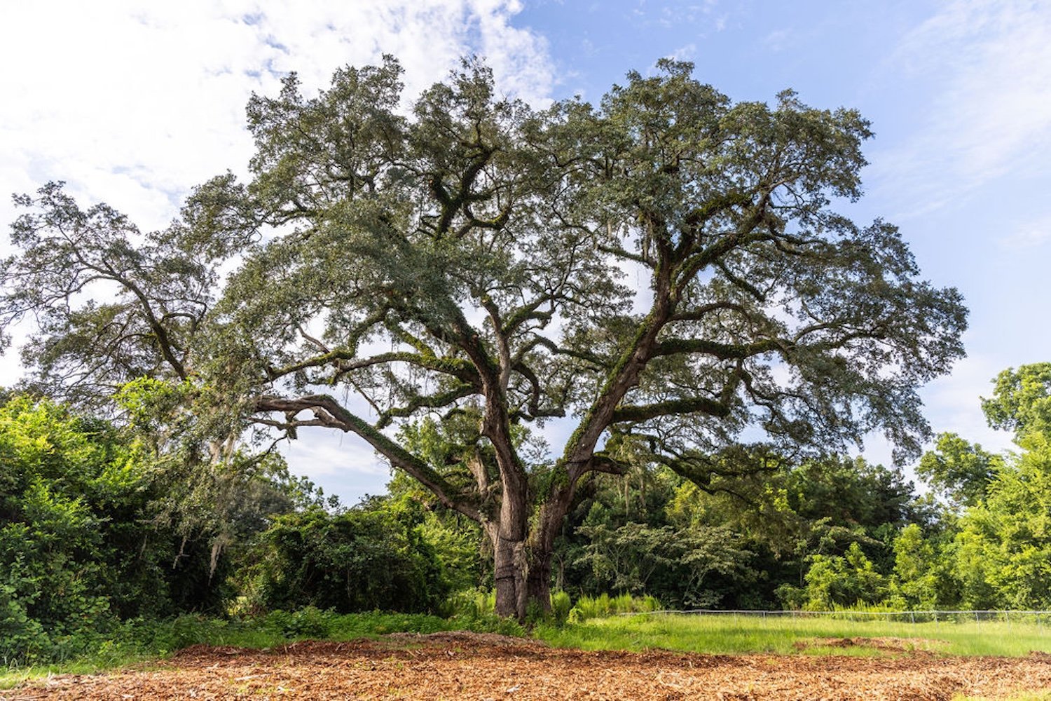 Live oak 'witness tree' on sunny day in field in South Carolina