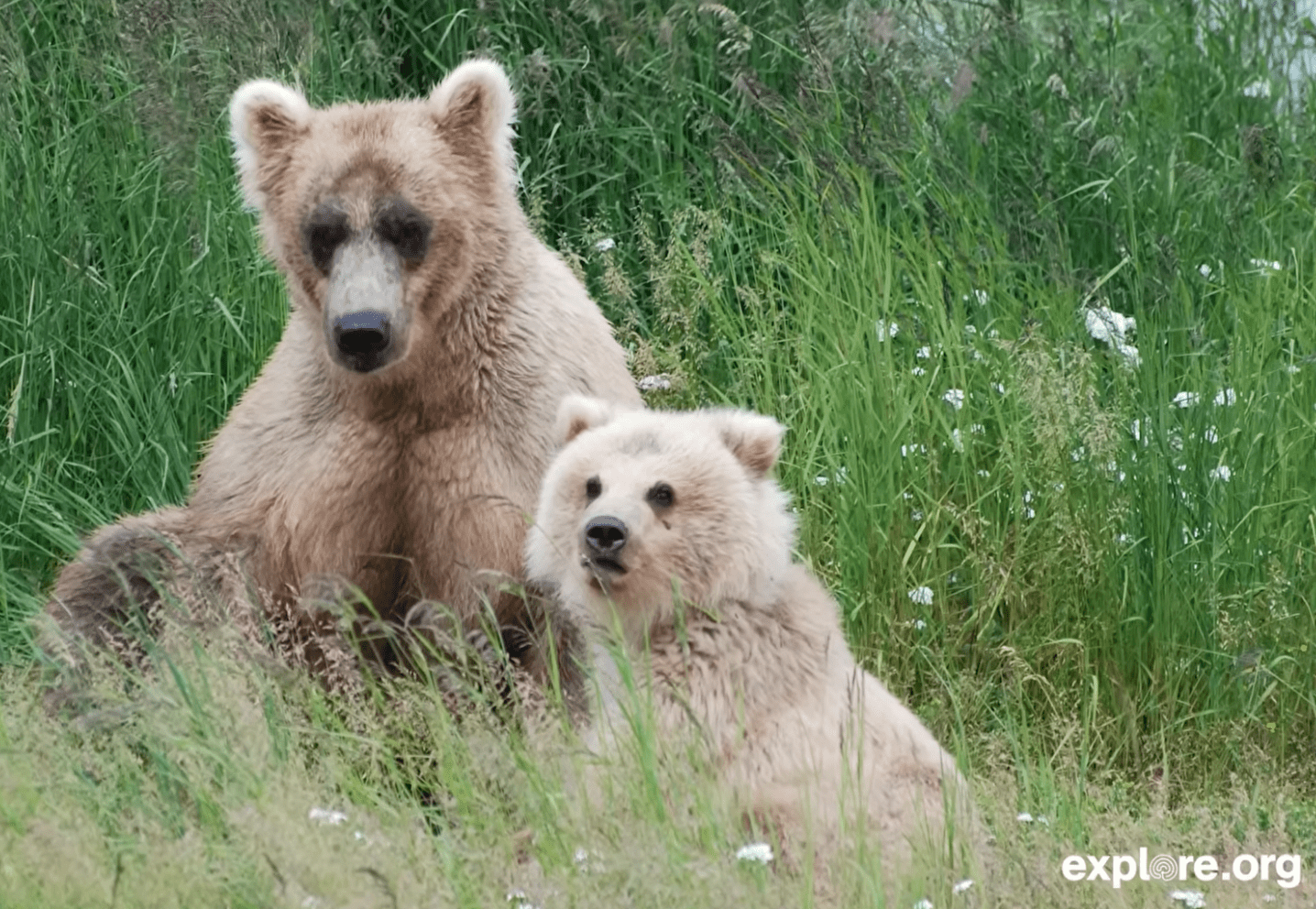 a bear and her cubs
