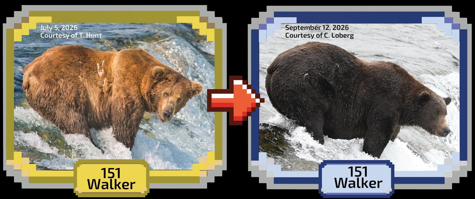 bear before and after