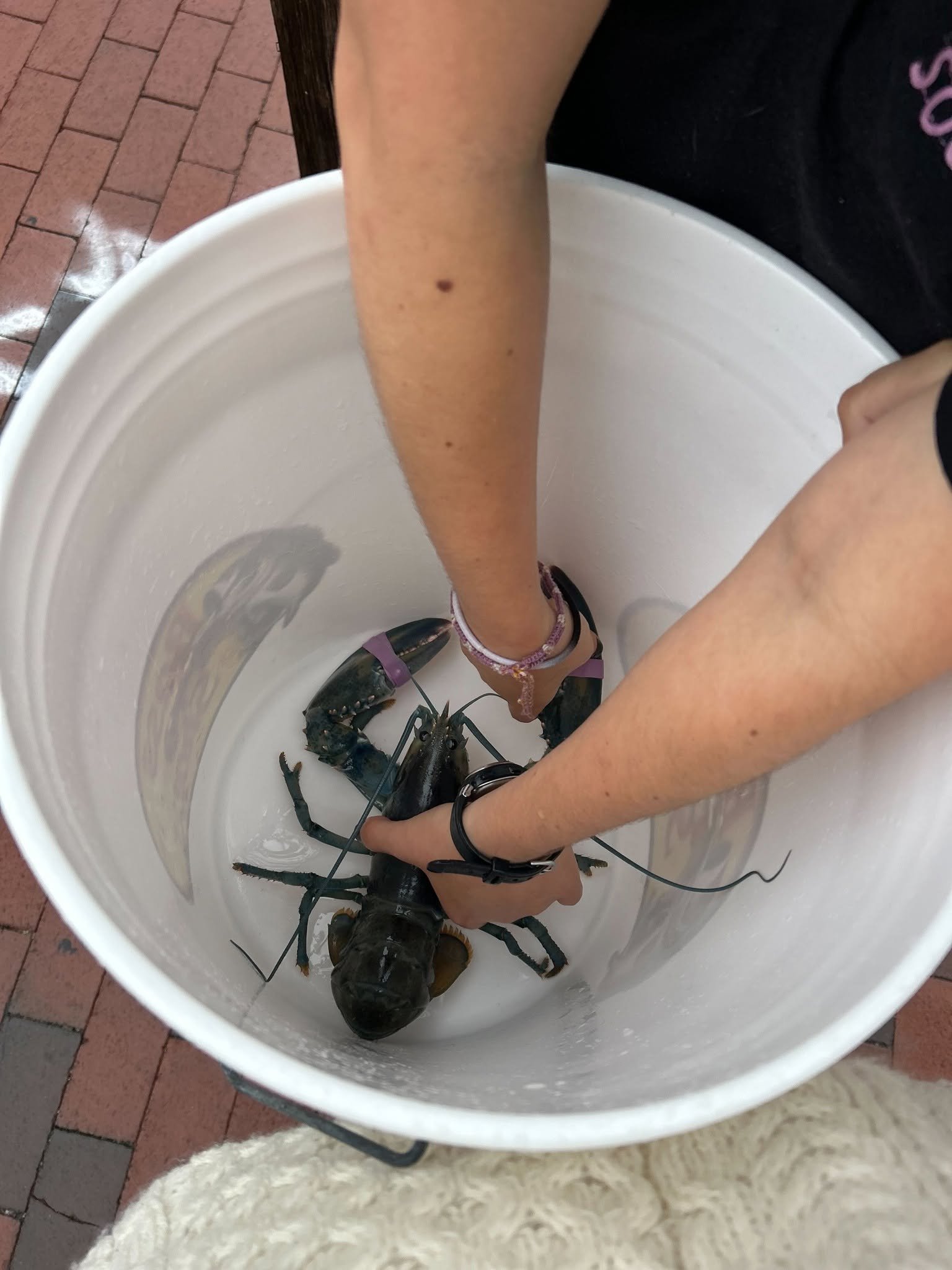 a blue lobster in a white bucket
