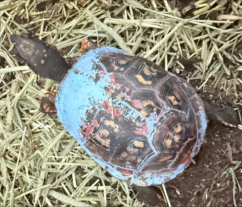 a turtle with blue paint slowly chipping off of its shell
