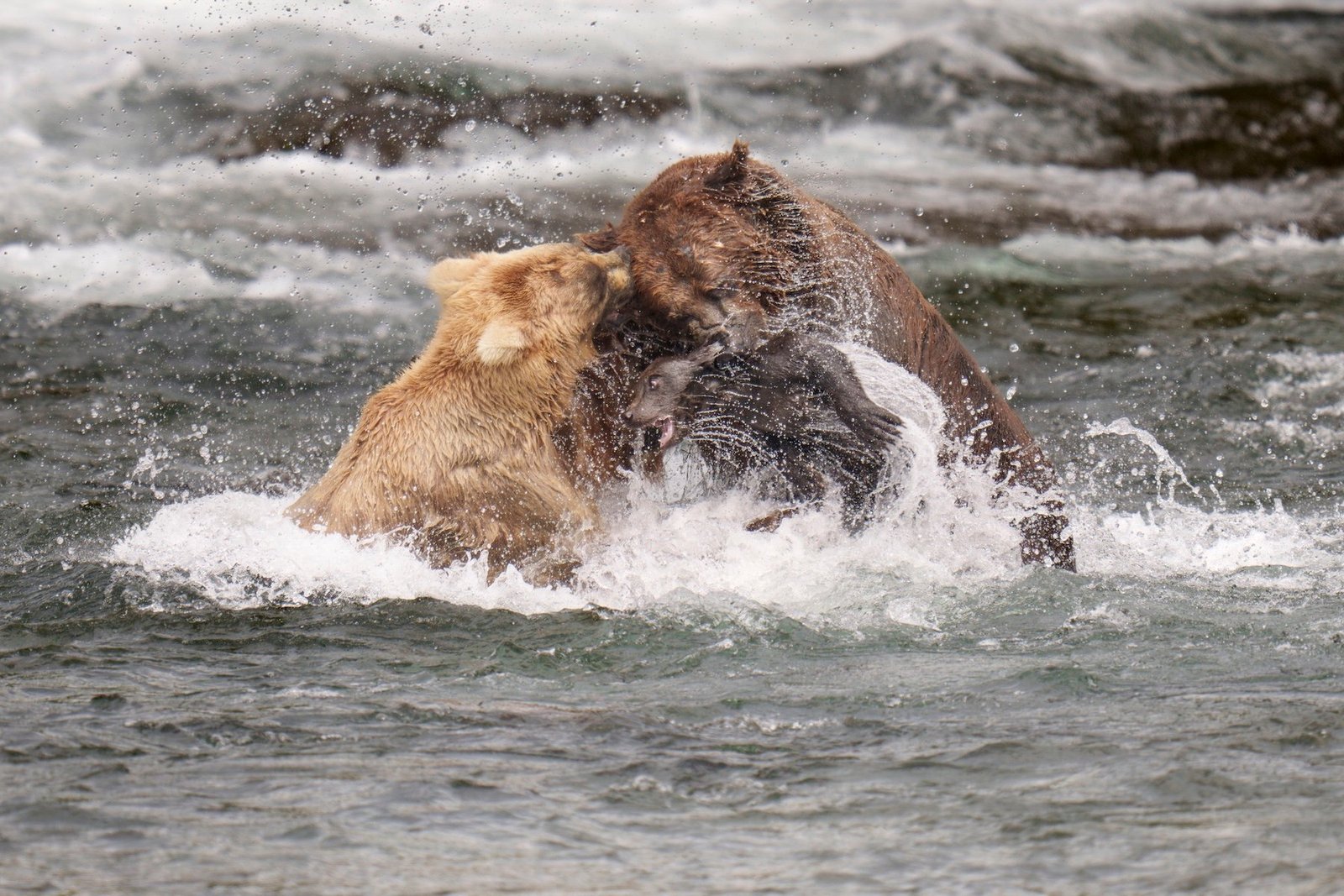 Chunk, a large boar brown bear in Katmai National Park, attacks one of Grazer's spring cubs at Brooks falls in 2024.