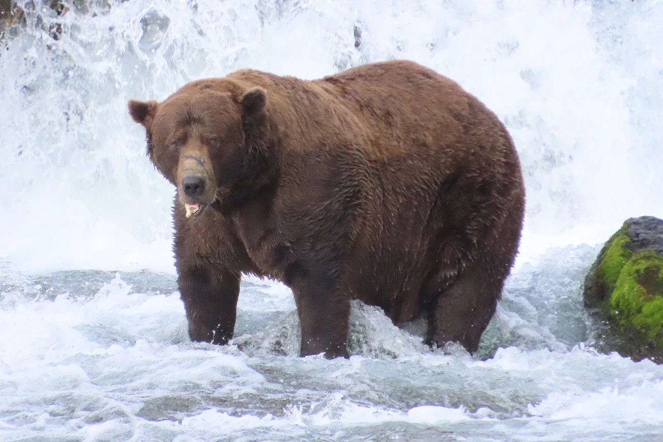 a large bear stands near a waterfall