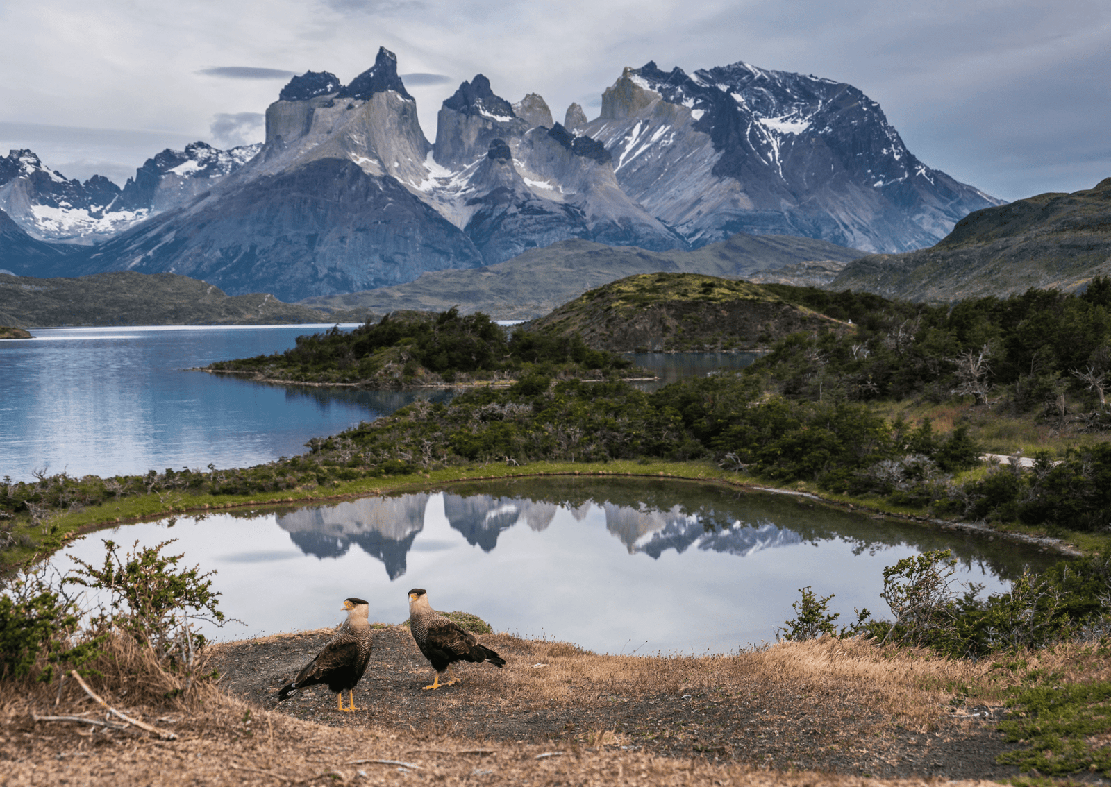 two birds with brown and white feathers stand by a pond and a lake underneath snow-capped mountains