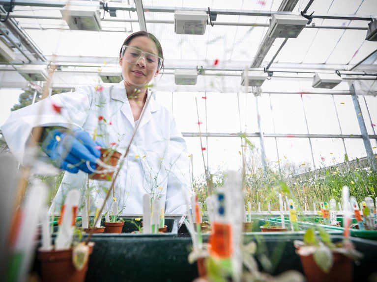 A researcher wearing gloves and goggles picks up a small plant from a table in a biology laboratory’s plant nursery.