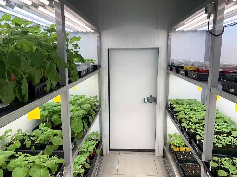 Interior view of the growth chamber in Paulo Teixeira's lab, showing plants growing under the LED racks.