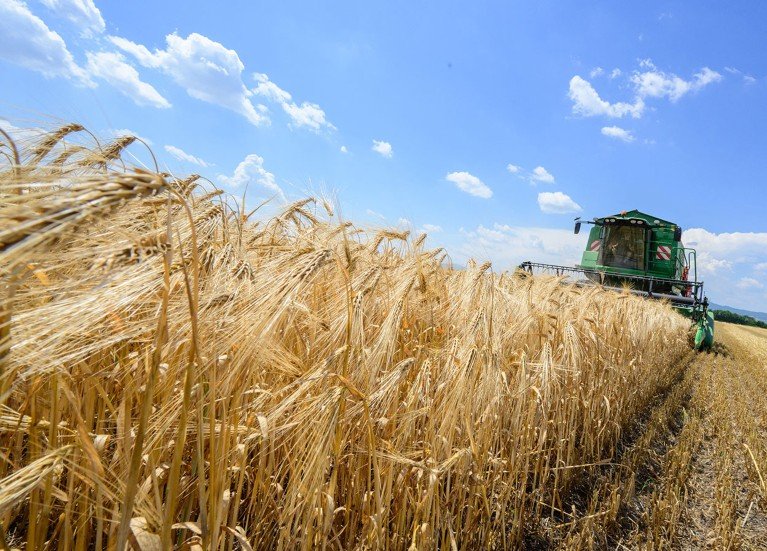 A close up of a field of wheat being reaped by a combine harvester.