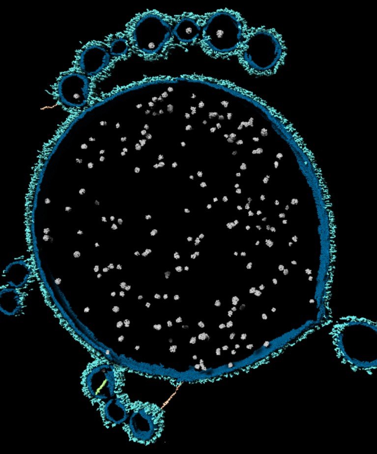 A 3D segmented electron microscopy image of an Asgard archaeon, showing a large central cell body surrounded by multiple protrusions.