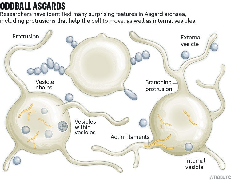 Illustration of Asgard archaea cells showing unusual features, including long protrusions, branching extensions and chains of vesicles.