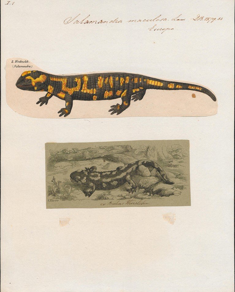 A scientific illustration featuring two depictions of a salamander species, one coloured with orange and black patterns and the other a monochrome sketch showing the salamander in a naturalistic setting. The top coloured drawing is labelled with species name and classification, highlighting anatomical features, while the bottom sketch provides contextual habitat details.