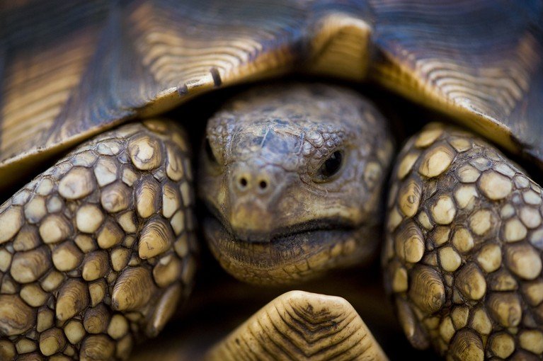 Close-up of the front of a Ploughshare tortoise in a national park in Madagascar.