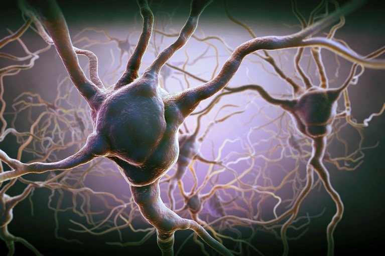 Computer illustration of neurons and dendrites.
