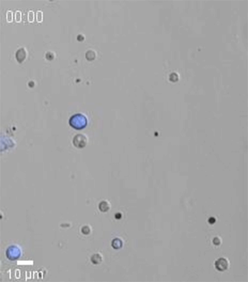 Animated sequence showing a cell erupting into small fragments in response to bacteria.
