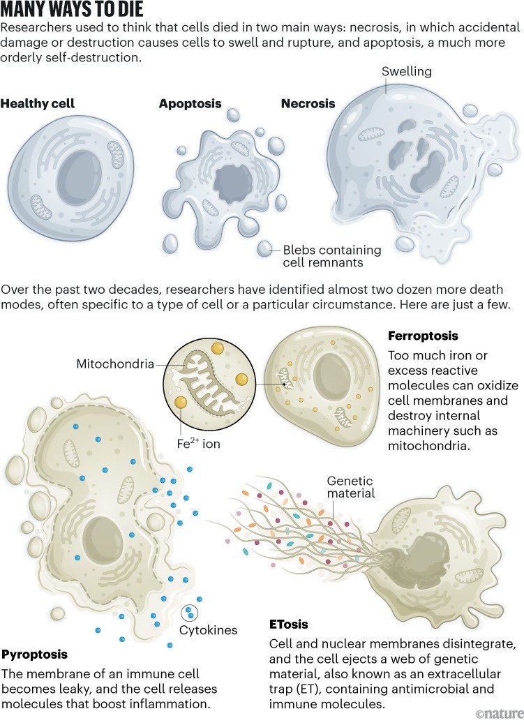 Many ways to die. Infographic comparing several forms of cell death, showing a healthy cell alongside apoptosis, necrosis, ferroptosis, pyroptosis, and ETosis, with labels highlighting swelling, membrane rupture, iron-related damage, inflammatory molecule release, and extracellular DNA webs.